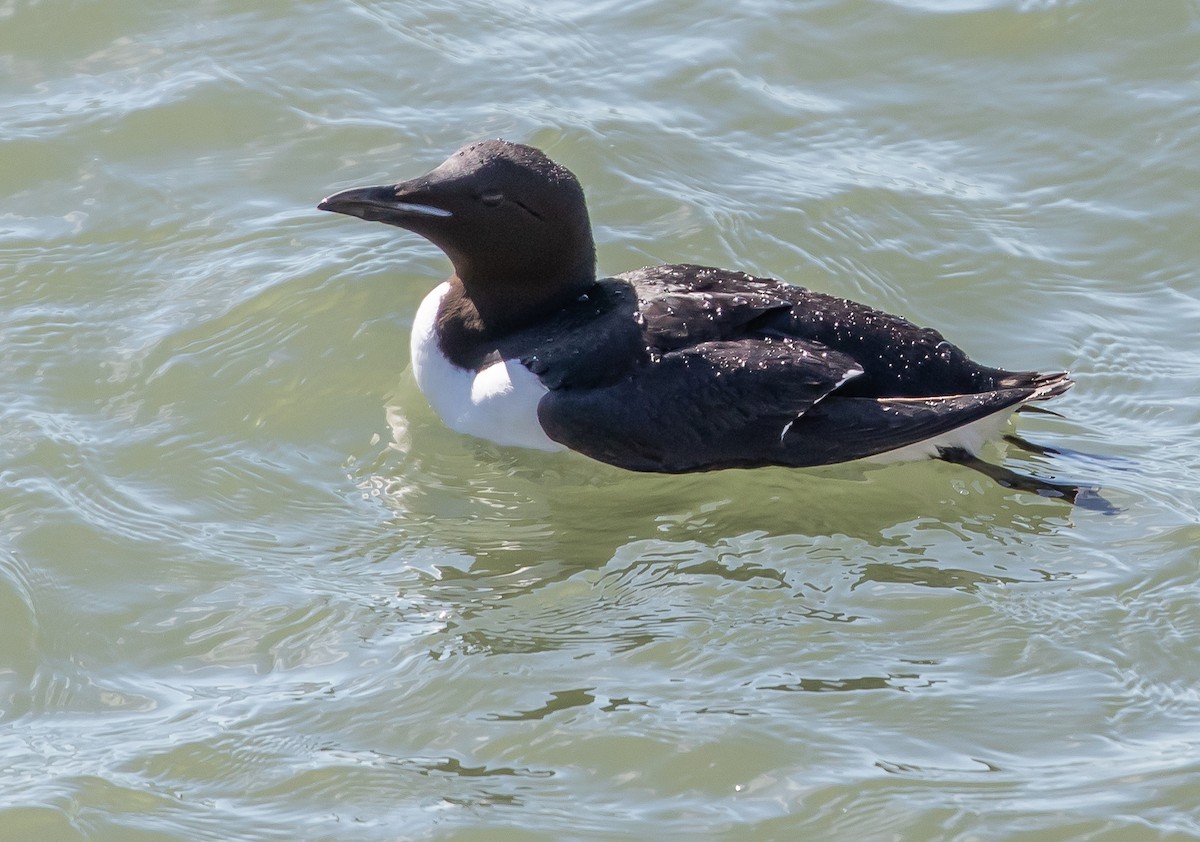 Thick-billed Murre - ML107386831