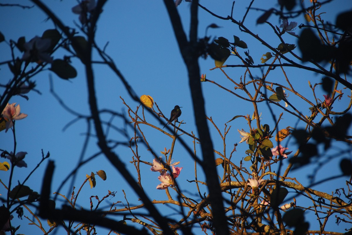 Swallow-tailed Hummingbird - ML107387991