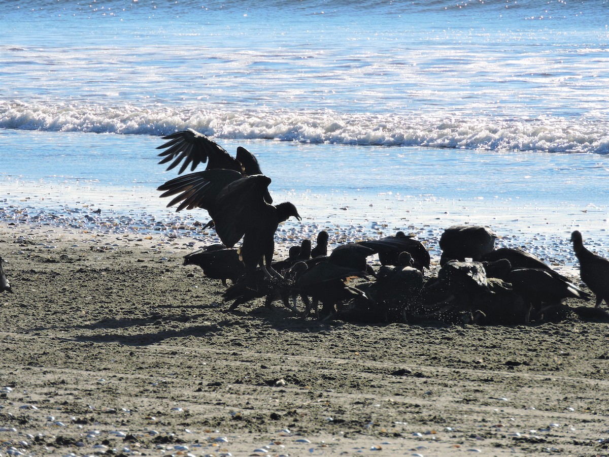 Black Vulture - mariana  saez velasquez