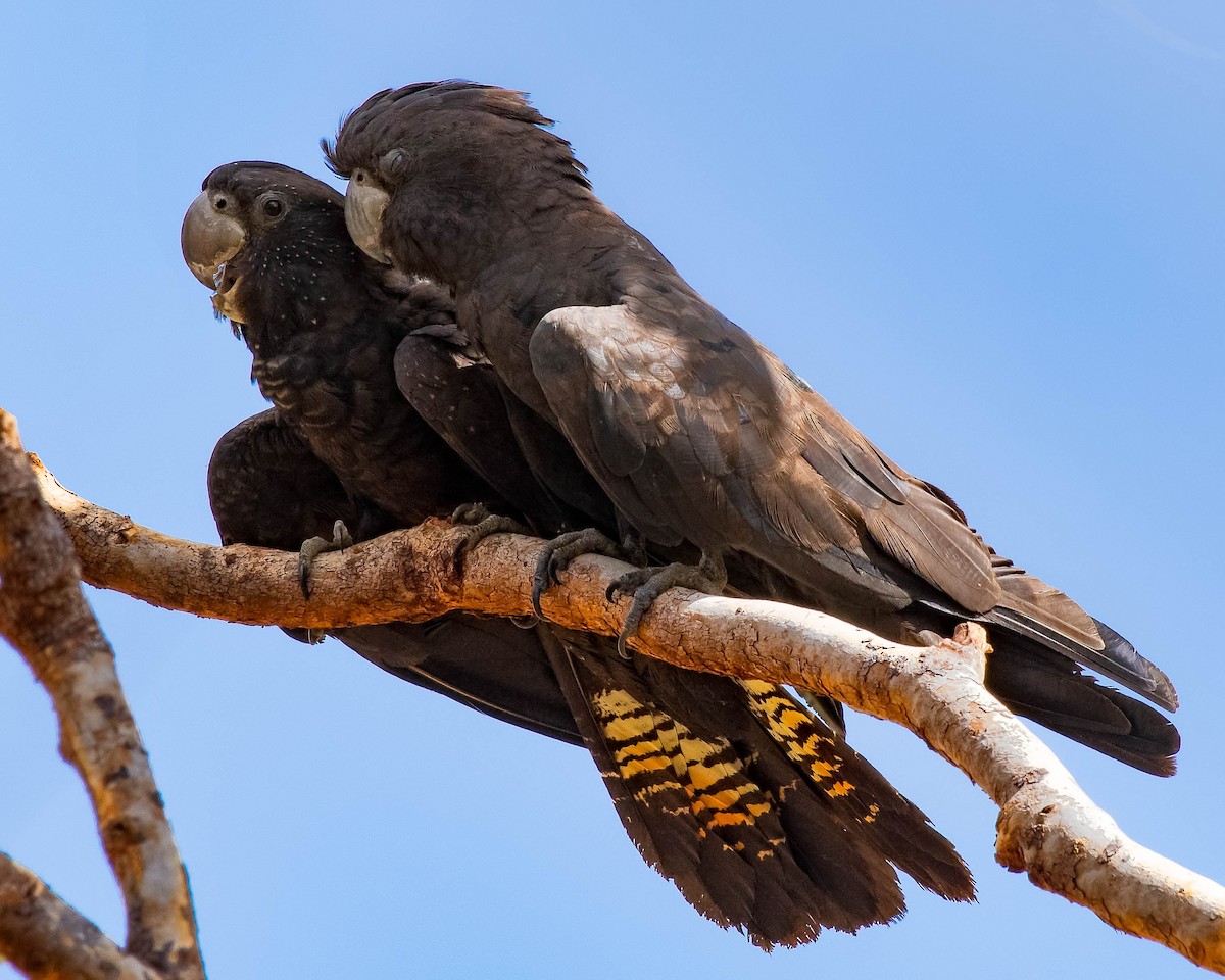 Red-tailed Black-Cockatoo - Terence Alexander