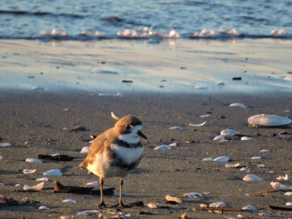 Two-banded Plover - ML107390611