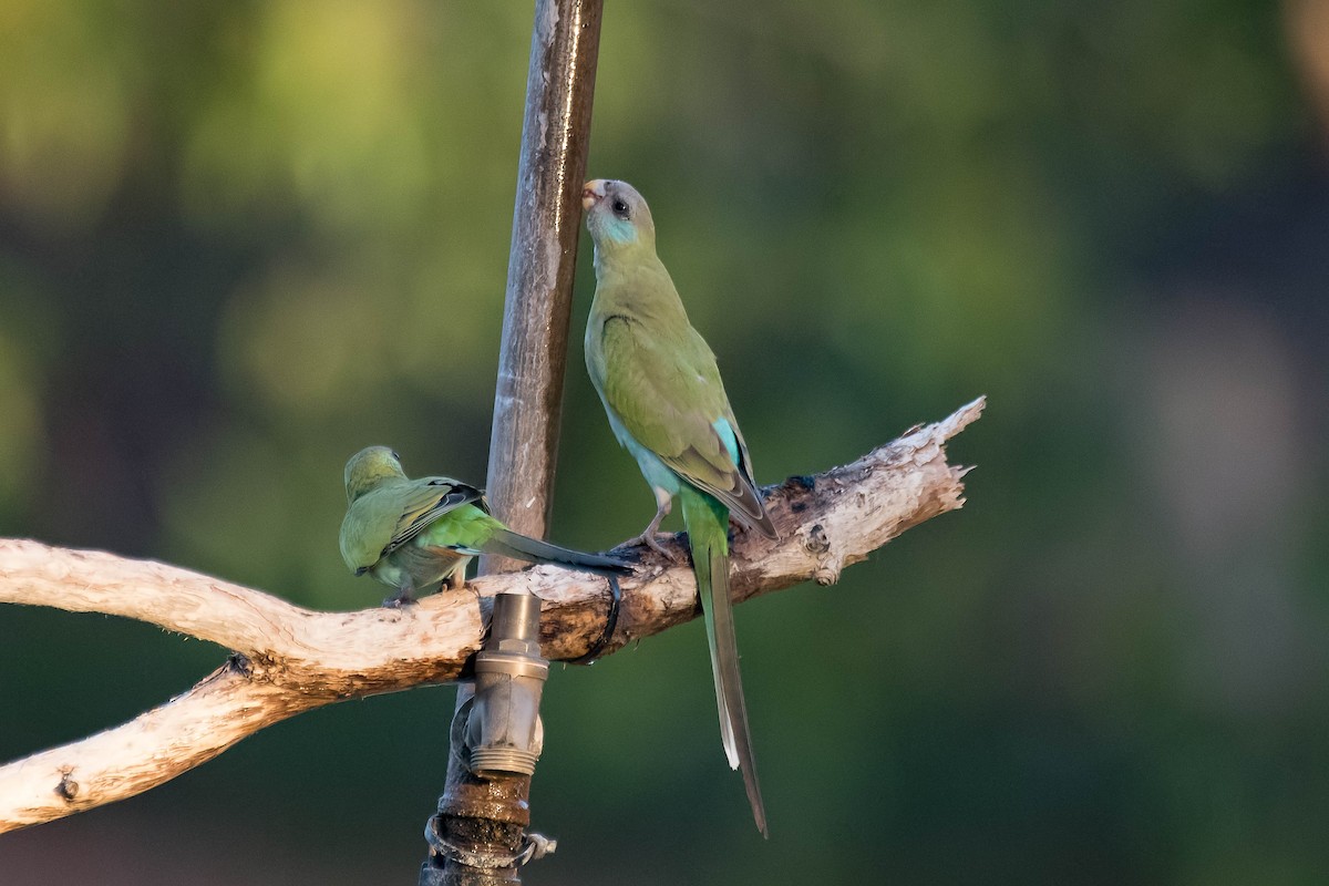 Hooded Parrot - Terence Alexander