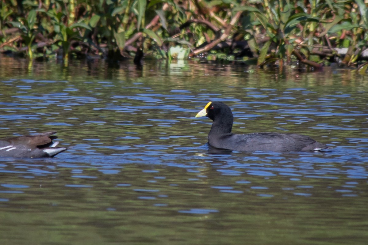 White-winged Coot - ML107392581
