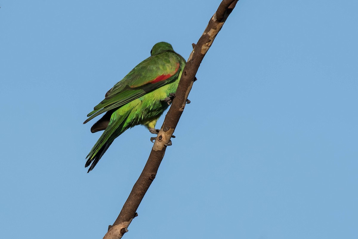 Red-winged Parrot - Terence Alexander