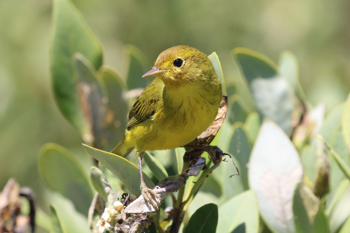 Yellow Warbler (Mangrove) - Dan Jones