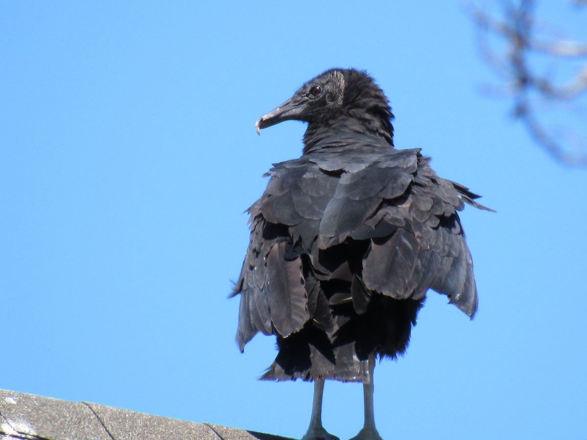 Black Vulture - Ted McElligott