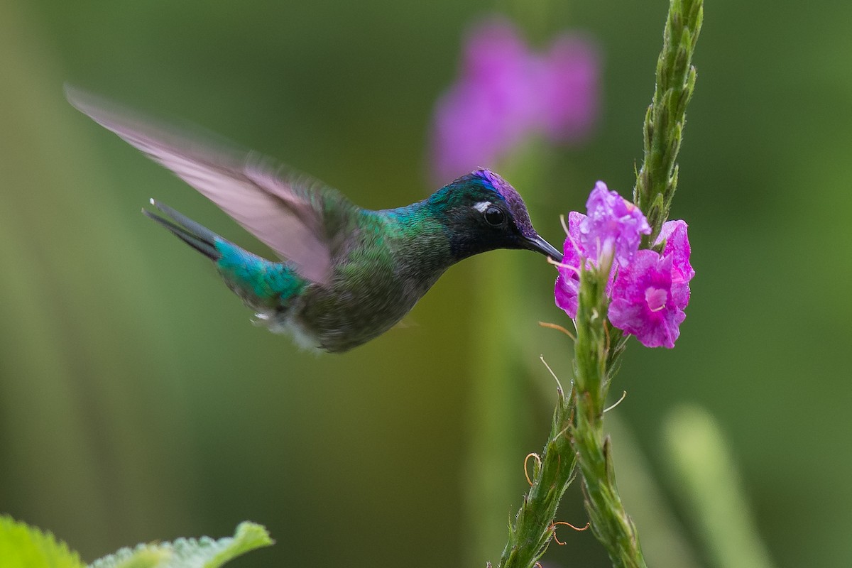 Violet-headed Hummingbird - Tim Liguori