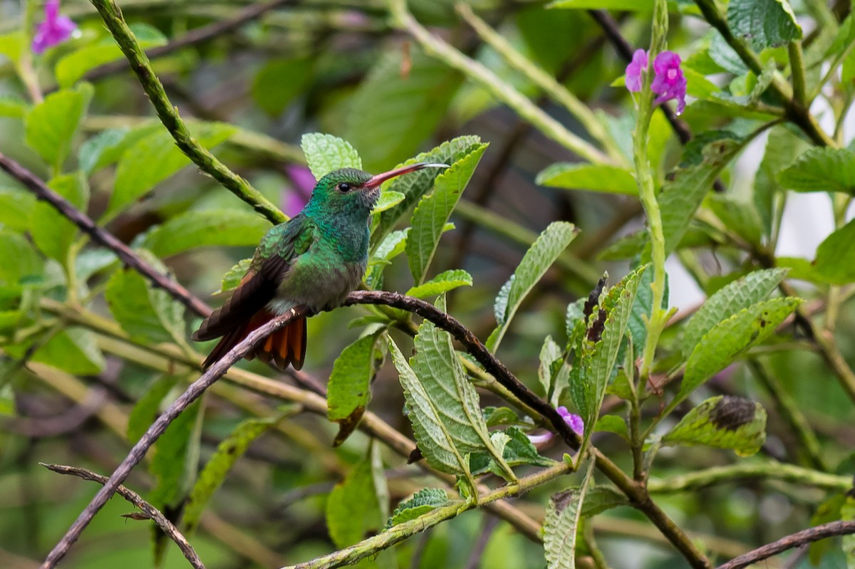 Rufous-tailed Hummingbird - ML107396801