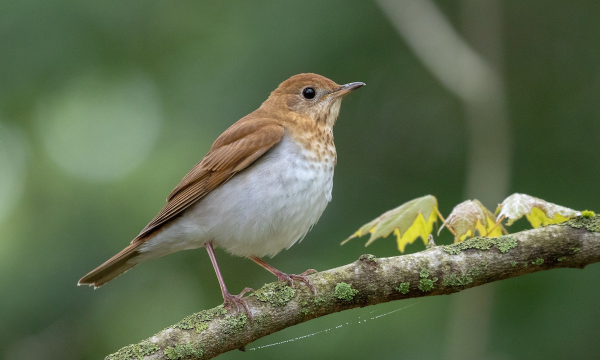 Veery - ML107397641