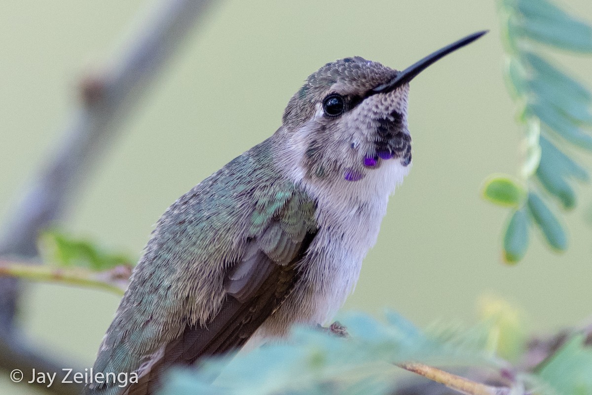 Costa's Hummingbird - Jay Zeilenga