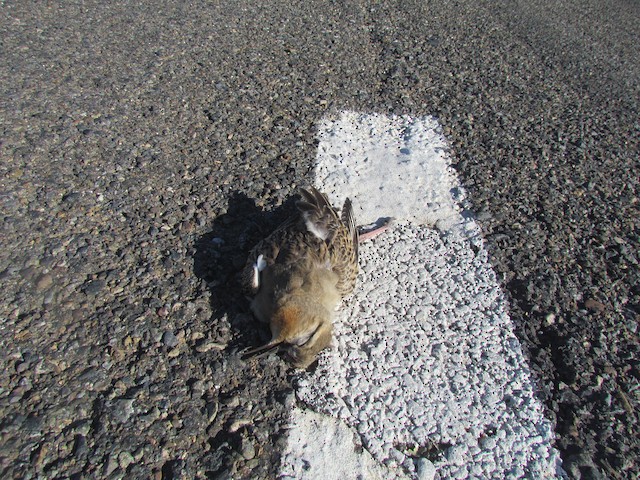 Tawny-throated Dotterel is run over by cars. - Tawny-throated Dotterel - 