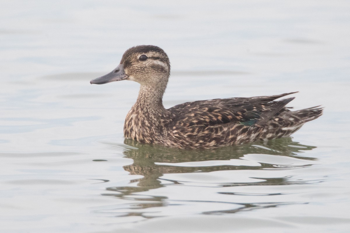 Green-winged Teal - ML107398601