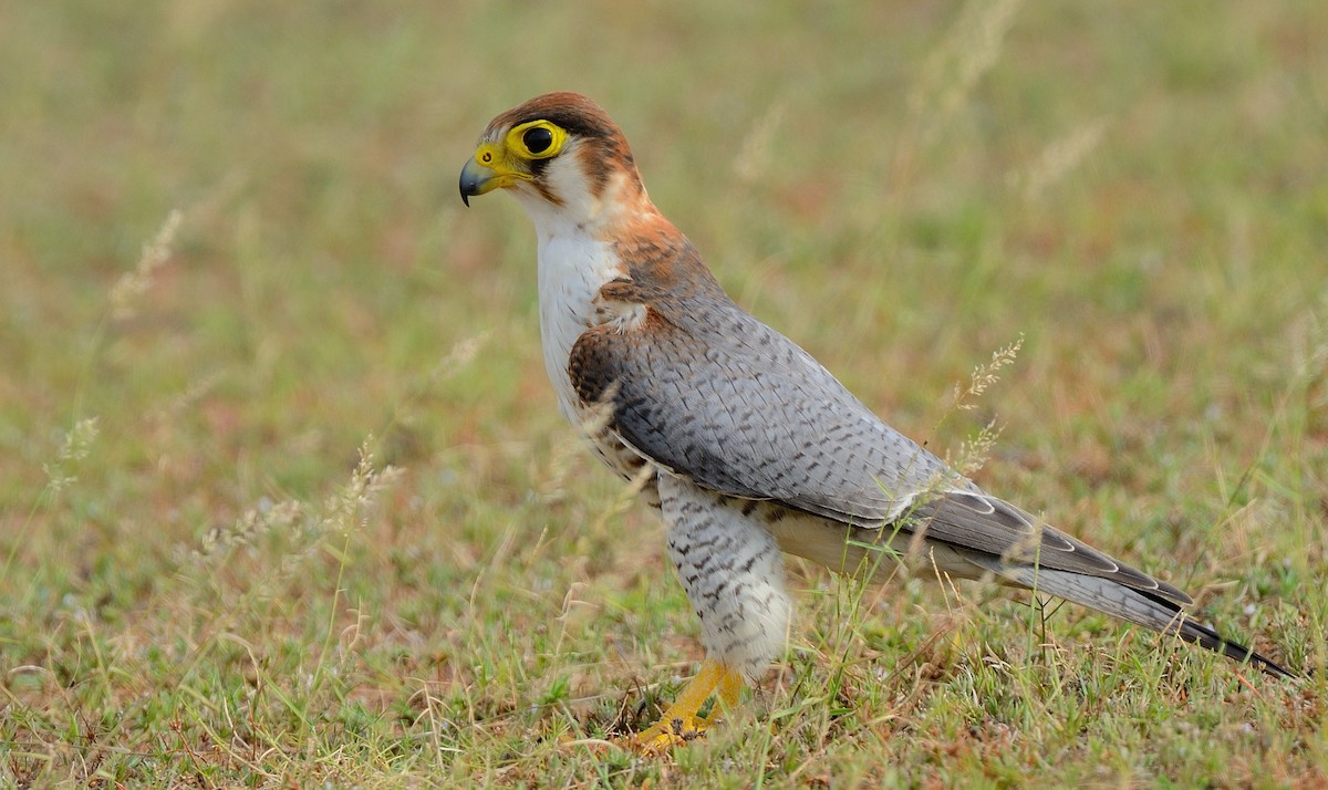 Red-necked Falcon - ML107402941