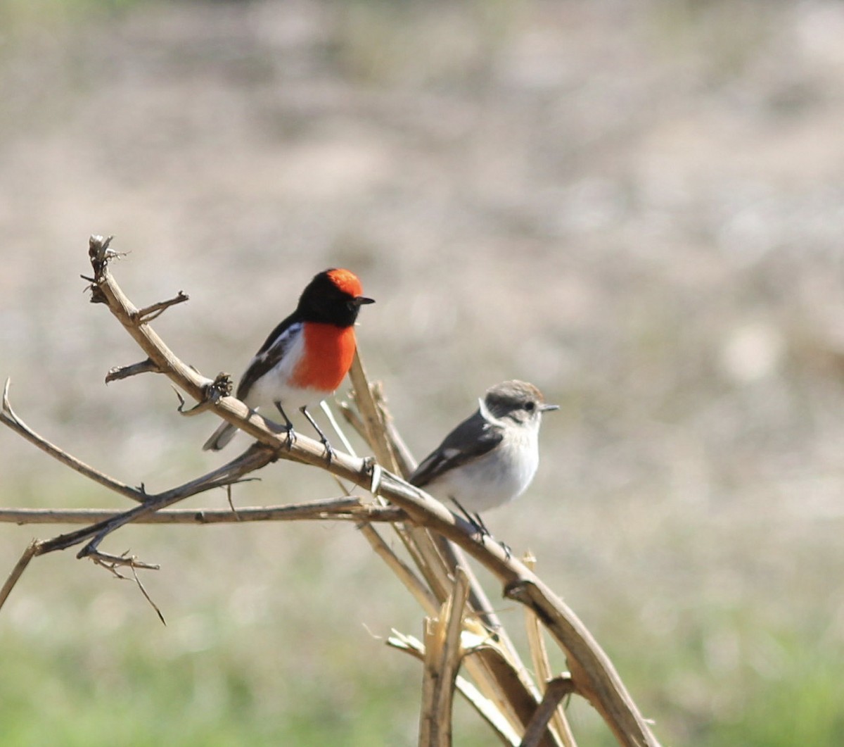 Red-capped Robin - ML107404421