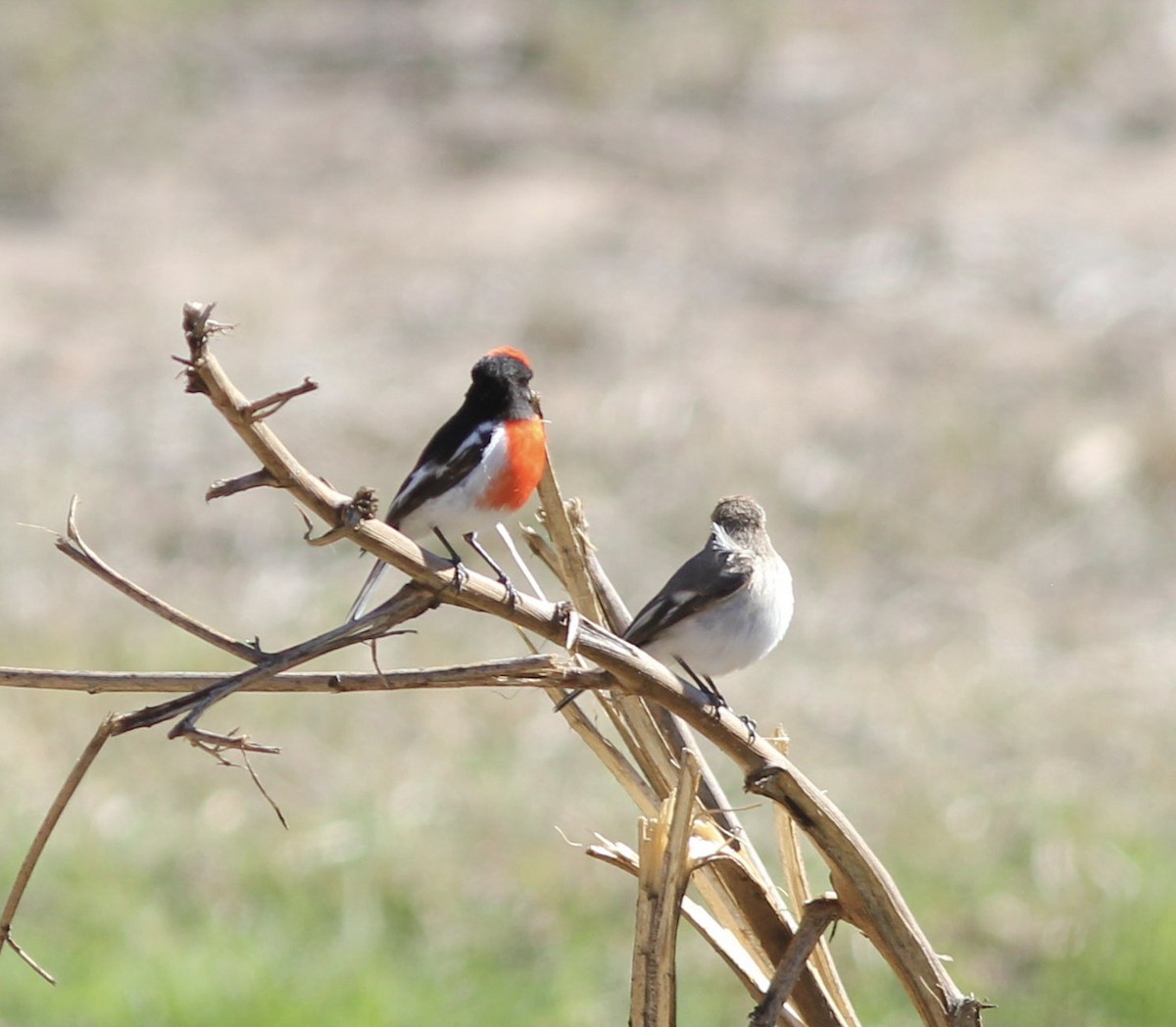 Red-capped Robin - ML107404431