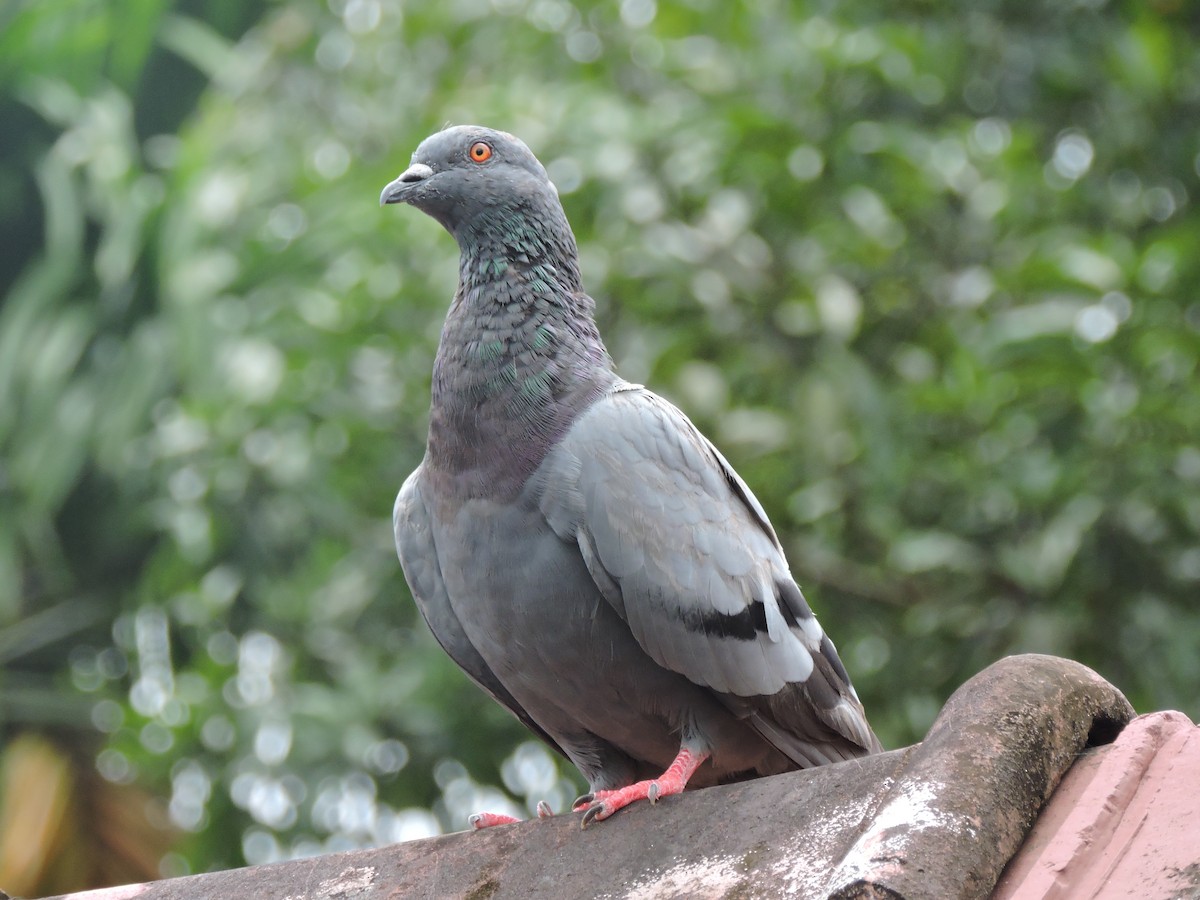 Rock Pigeon (Feral Pigeon) - Regin Ross