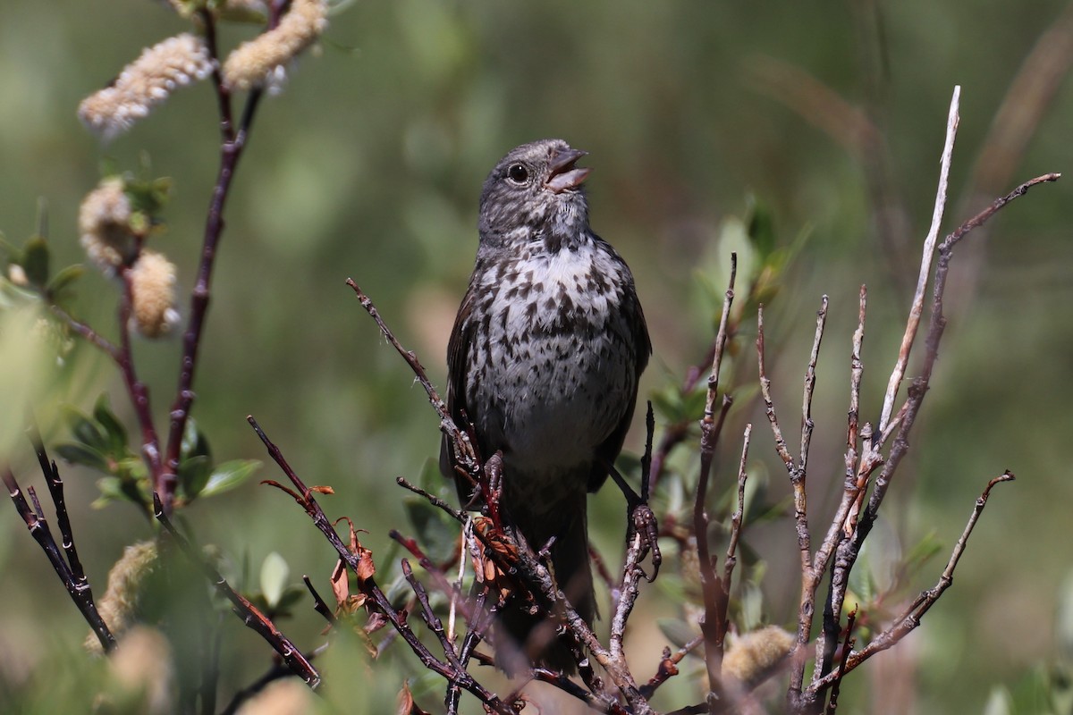 Fox Sparrow (Slate-colored) - ML107409741
