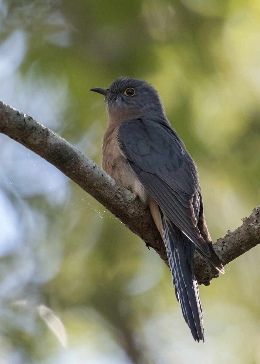 Fan-tailed Cuckoo - Lucas Brook