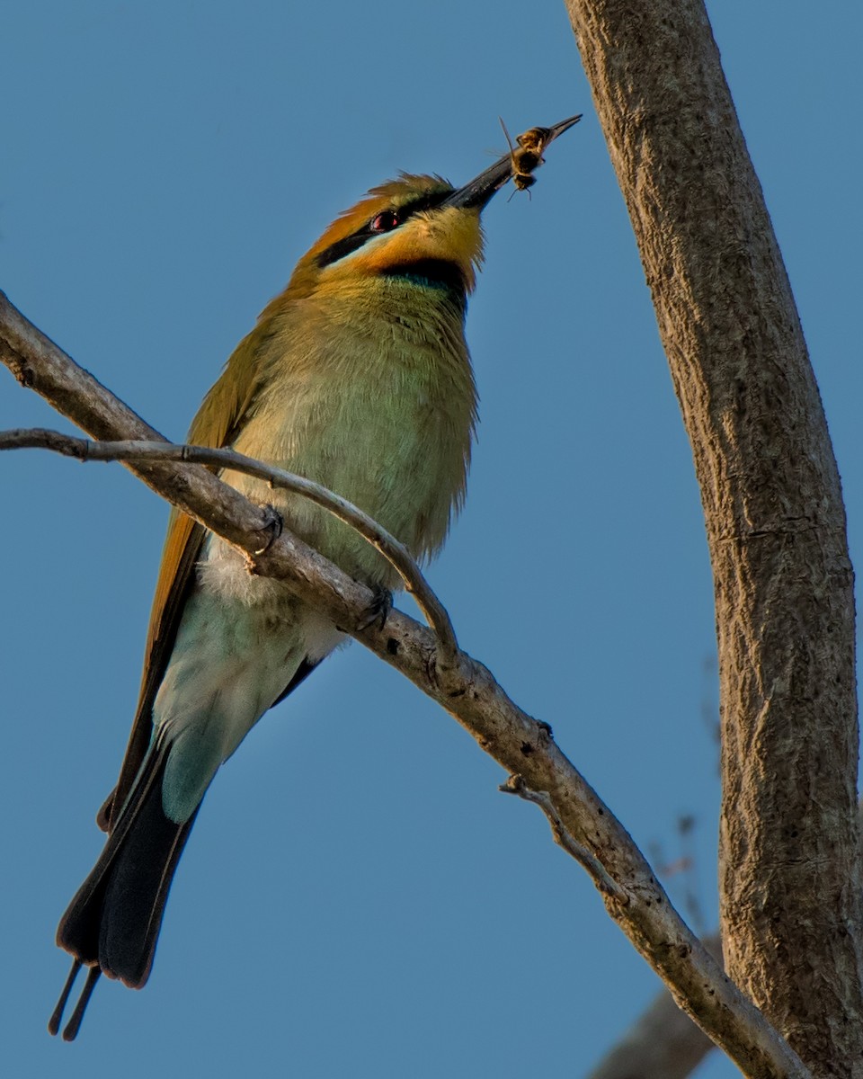 Rainbow Bee-eater - Hayley Alexander