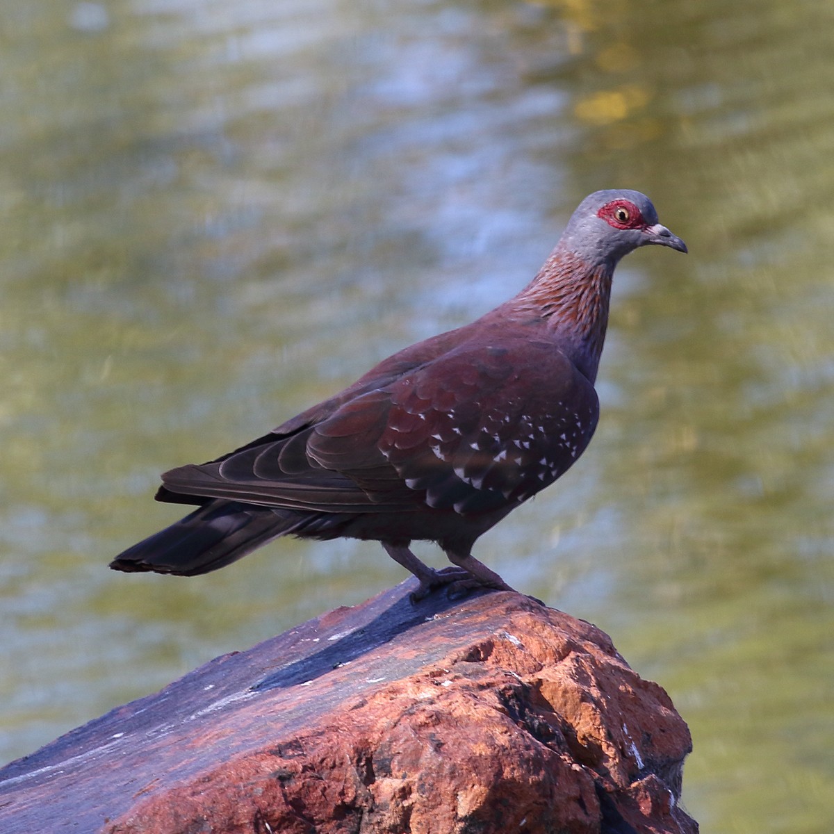 Speckled Pigeon - Dan Vickers