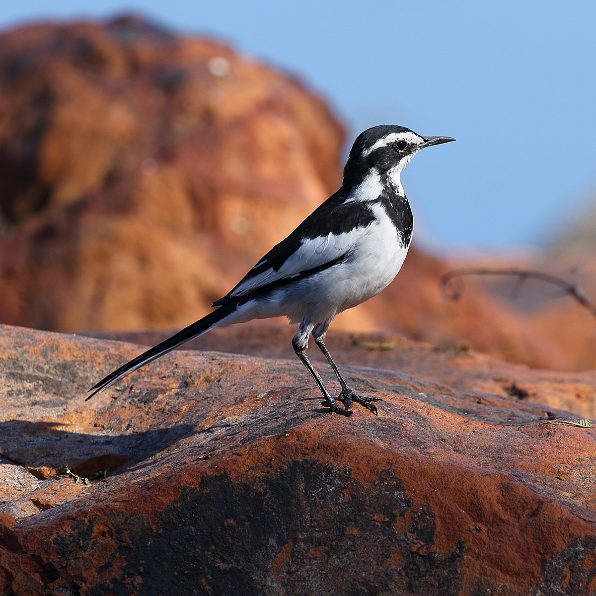 African Pied Wagtail - ML107411871