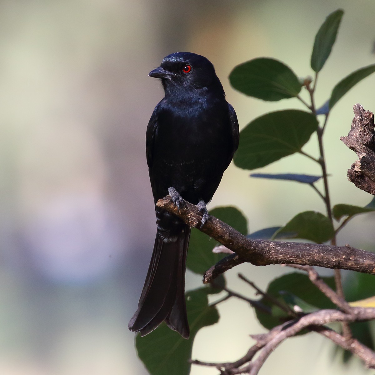 Fork-tailed Drongo - ML107412101