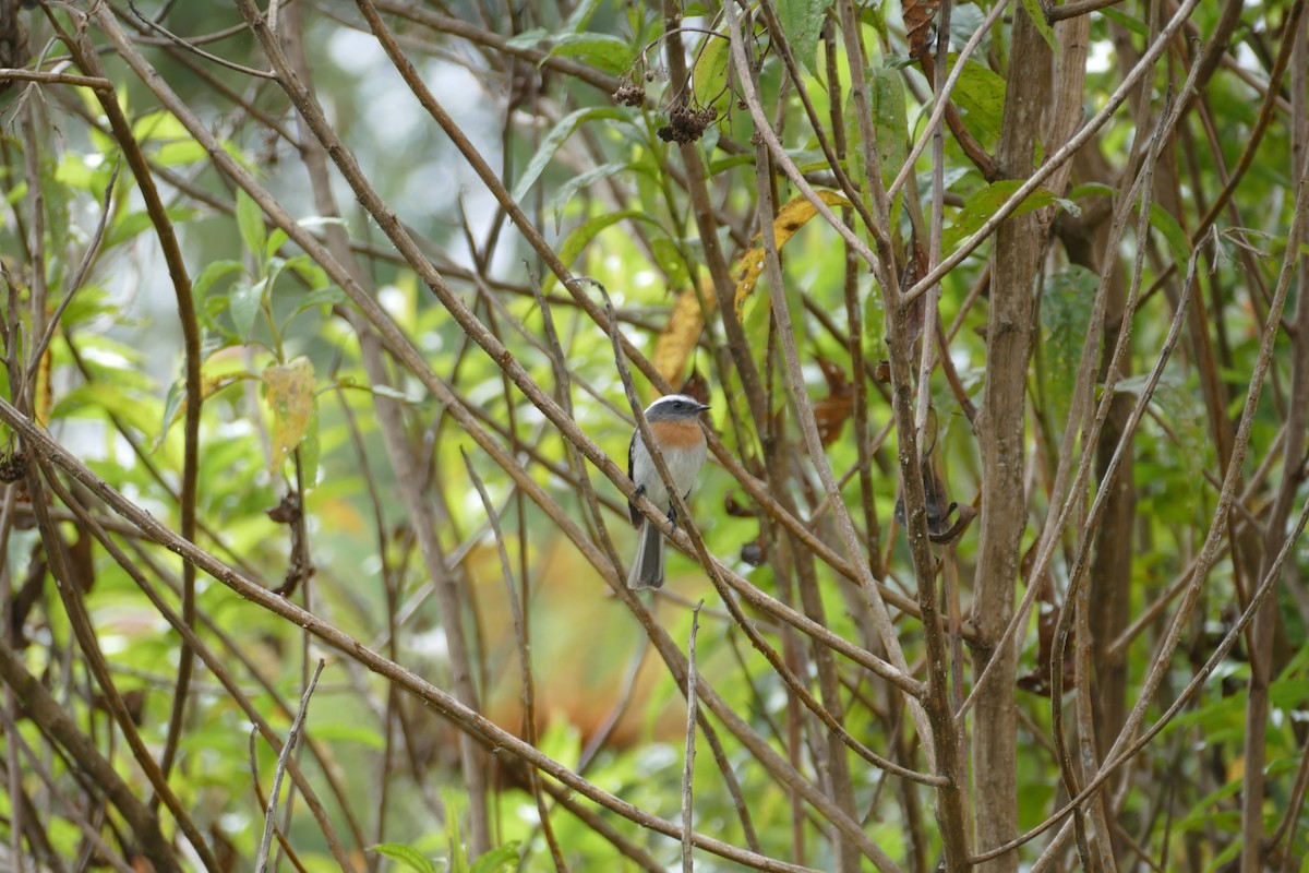 Rufous-breasted Chat-Tyrant - ML107414801