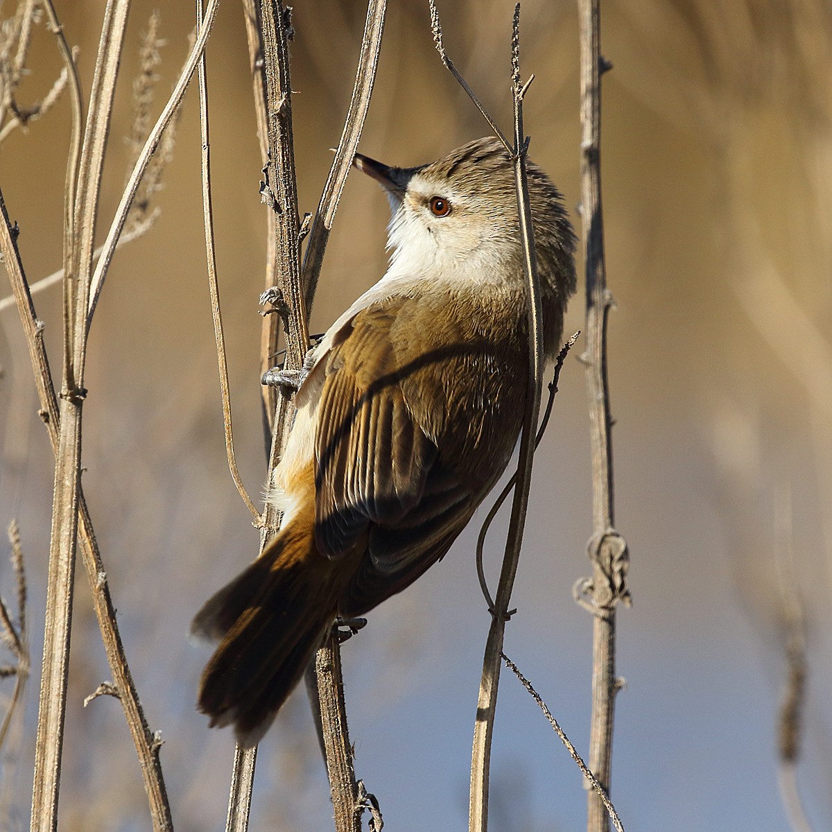 Common Reed Warbler (African) - ML107414821