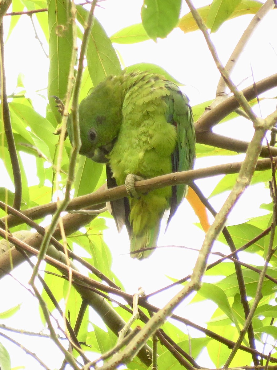 Black-billed Parrot - Nick Komar