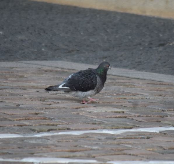 Rock Pigeon (Feral Pigeon) - Felipe Undurraga