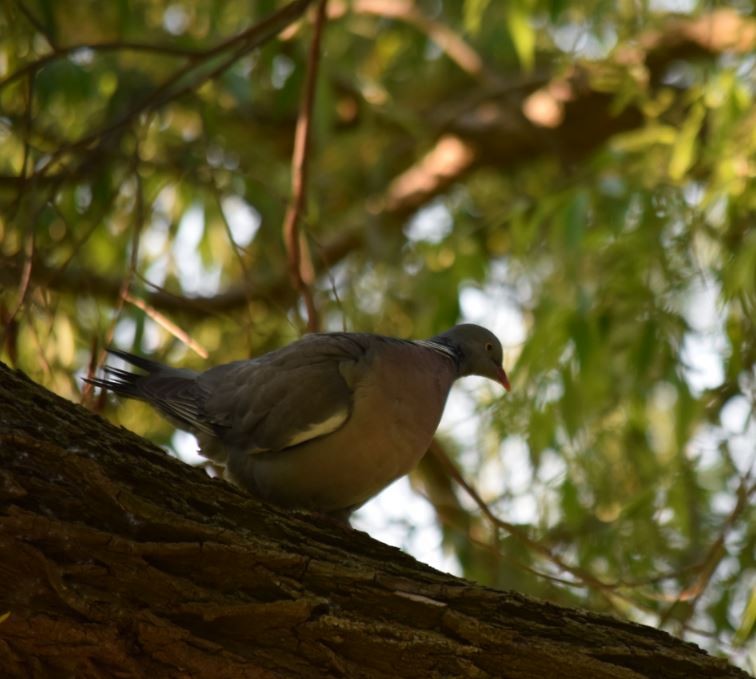 Common Wood-Pigeon - Felipe Undurraga