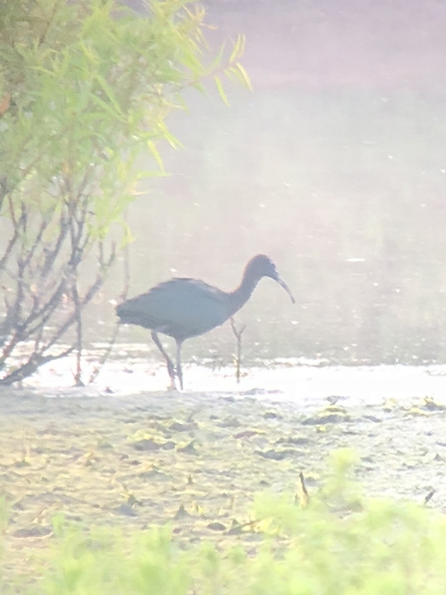 ibis hnědý - ML107418141