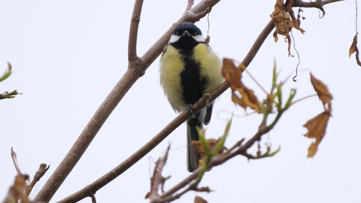 Great Tit - Mike Grant