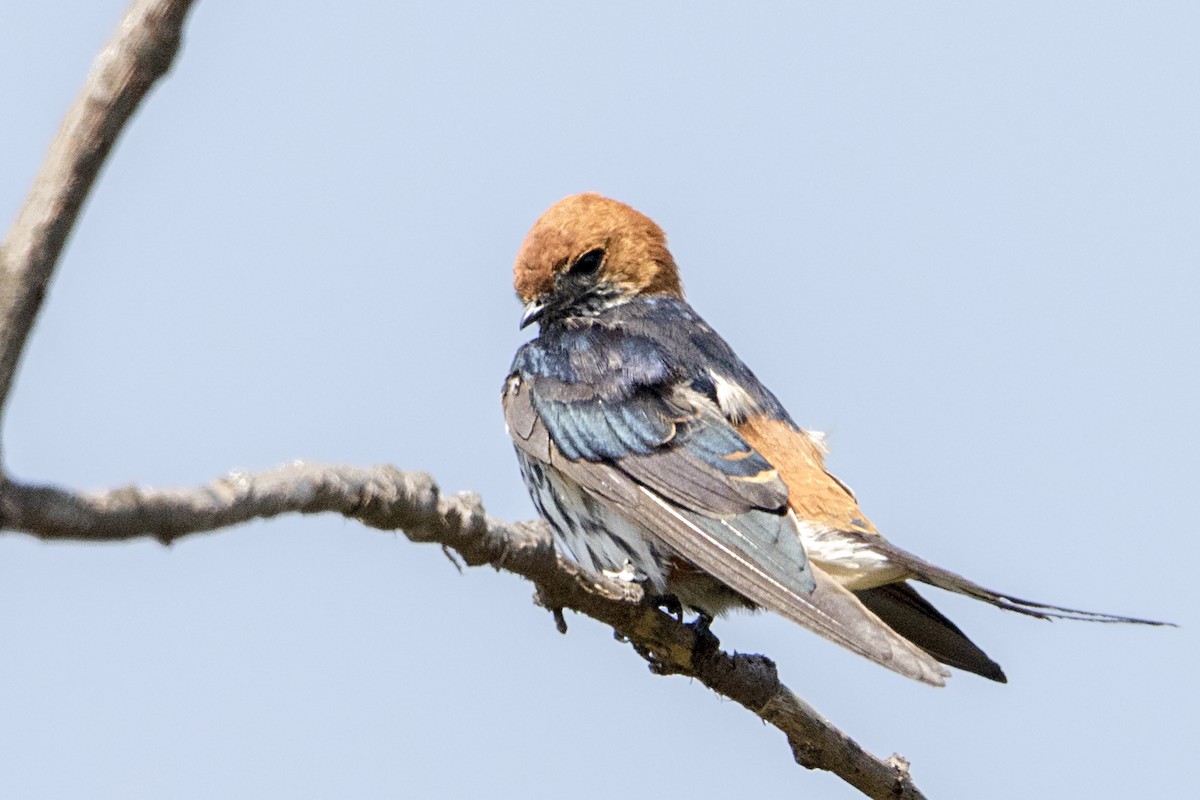 Lesser Striped Swallow - ML107418641