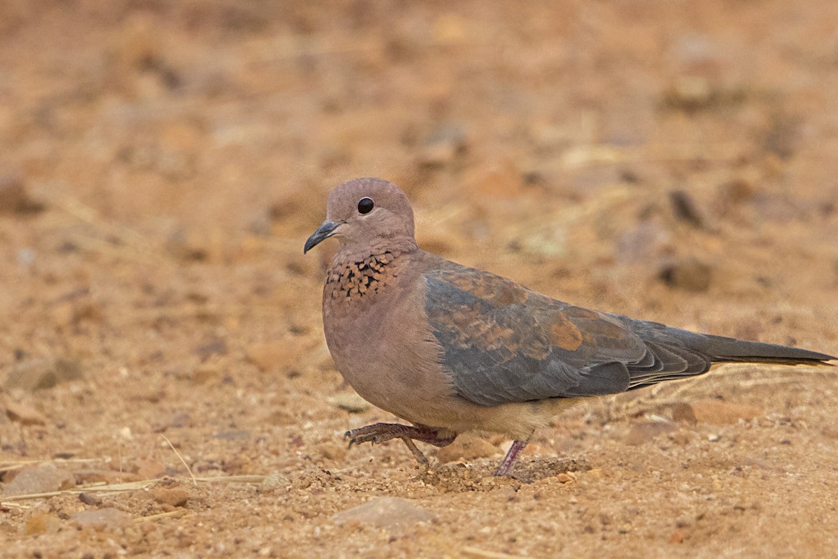 Laughing Dove - ML107418651