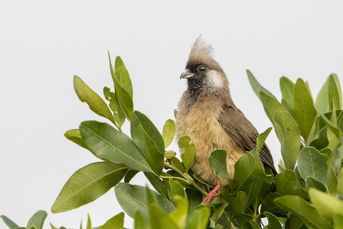 Speckled Mousebird - ML107418831