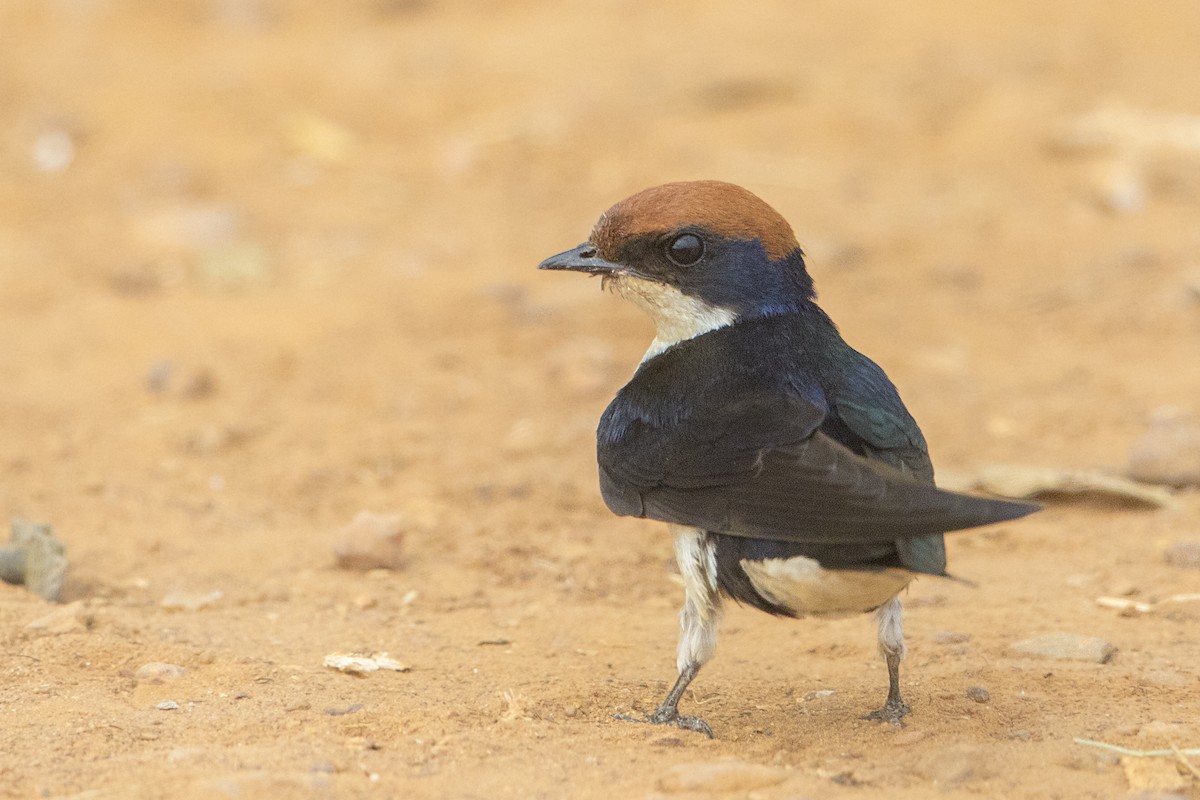 Wire-tailed Swallow - ML107419071