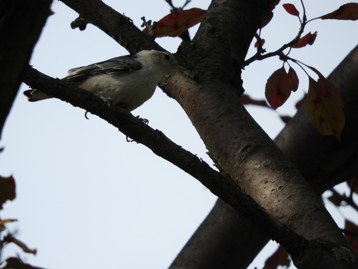 White-breasted Nuthatch - ML107419251