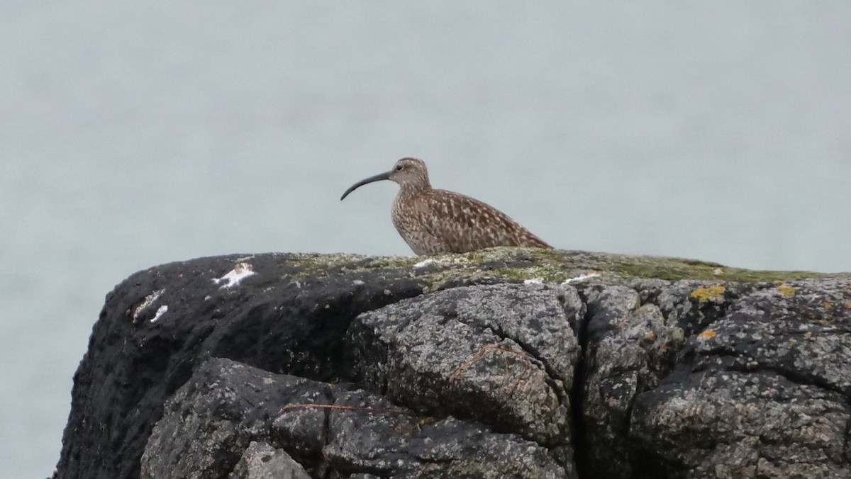 Whimbrel - Mike Grant