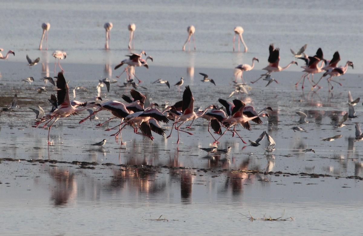 Lesser Flamingo - Alexander Lees