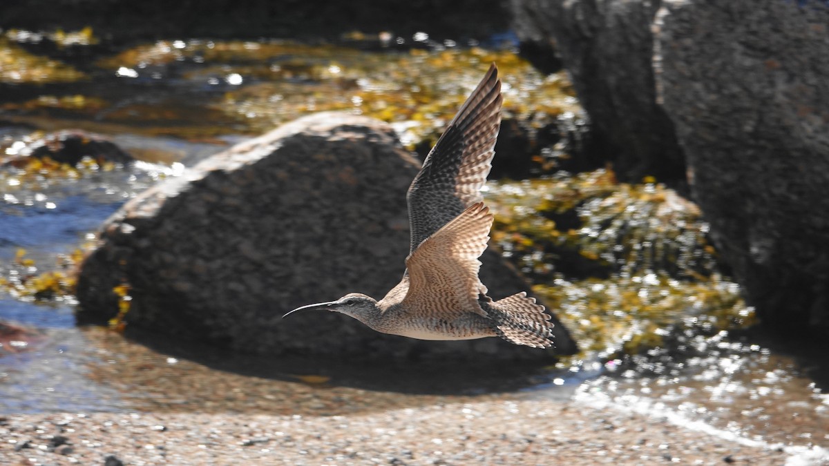 Whimbrel - Barry Day