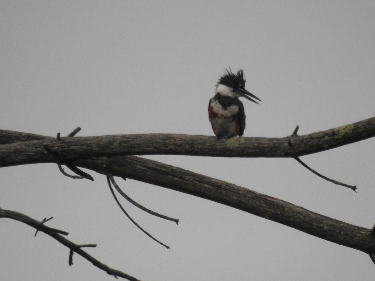 Belted Kingfisher - ML107421301