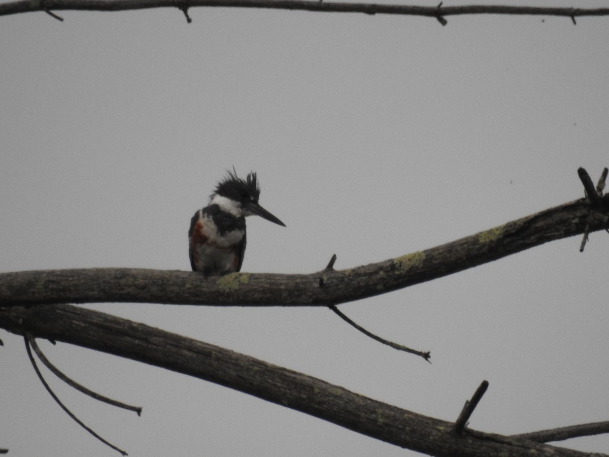 Belted Kingfisher - Mary McKitrick