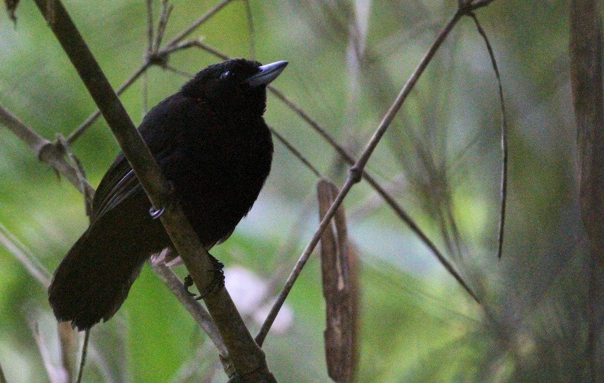 Black Bushbird - ML107423781