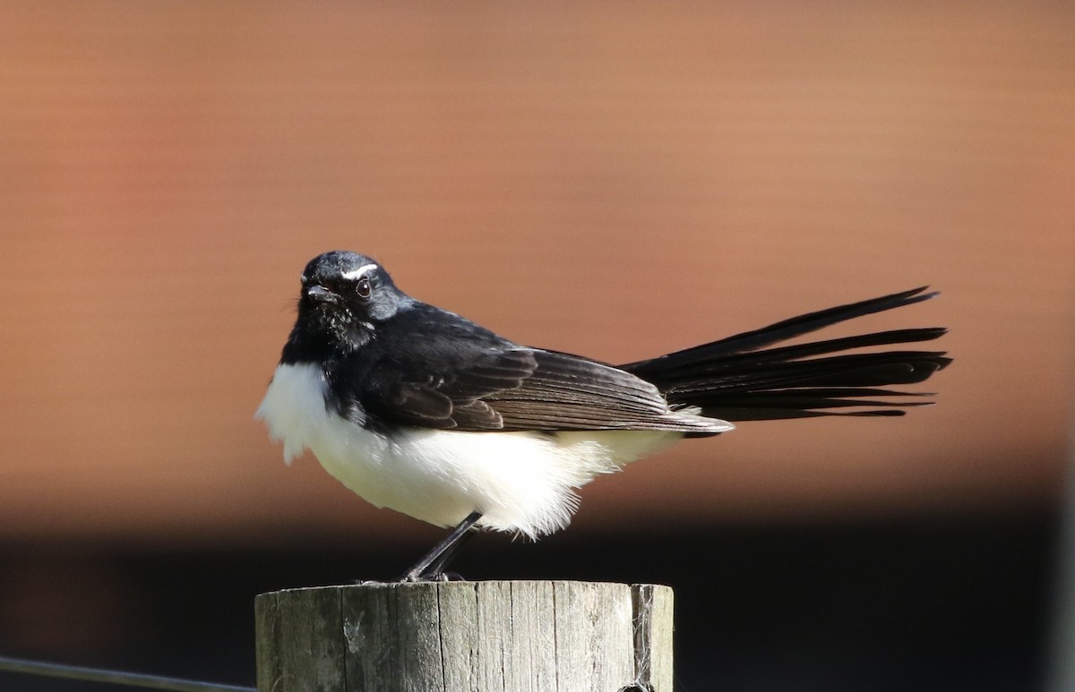 Willie-wagtail - Mike "mlovest" Miller