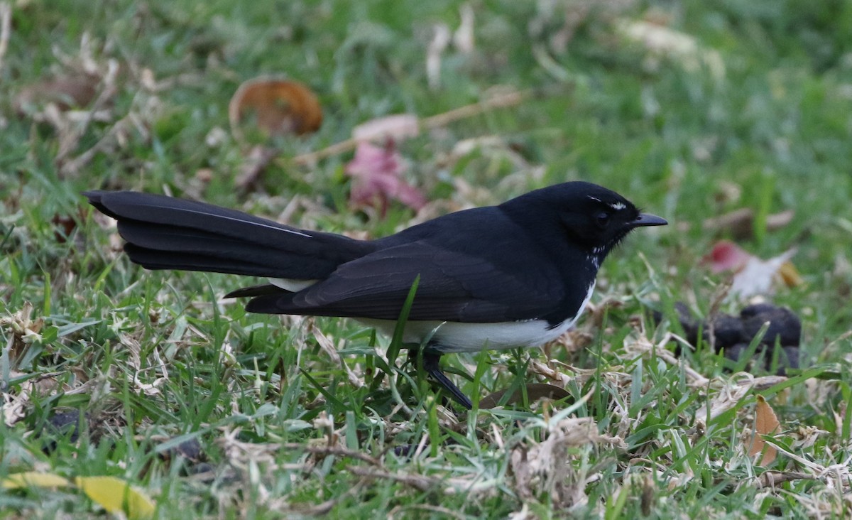 Willie-wagtail - Mike "mlovest" Miller