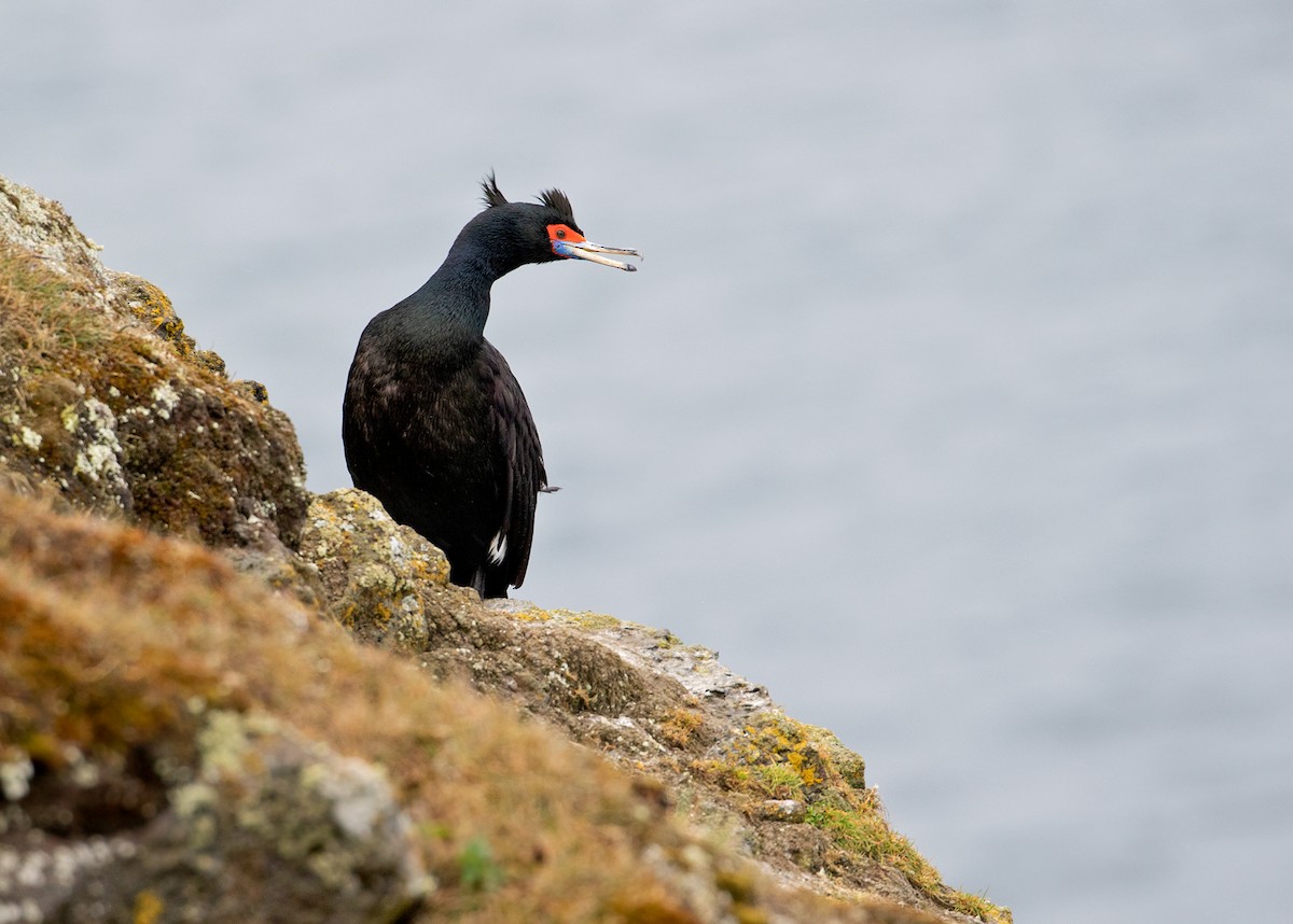 Red-faced Cormorant - Sam Woods