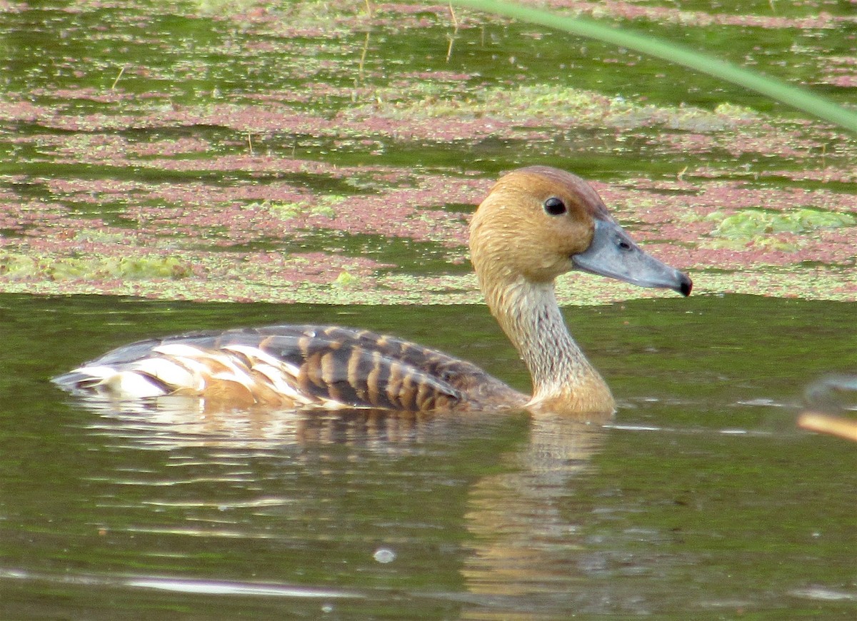 Fulvous Whistling-Duck - ML107429831