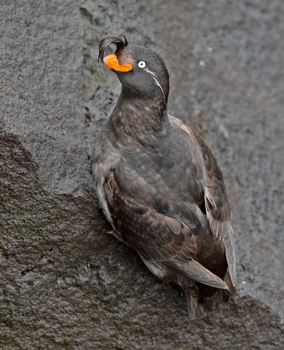 Crested Auklet - ML107430701