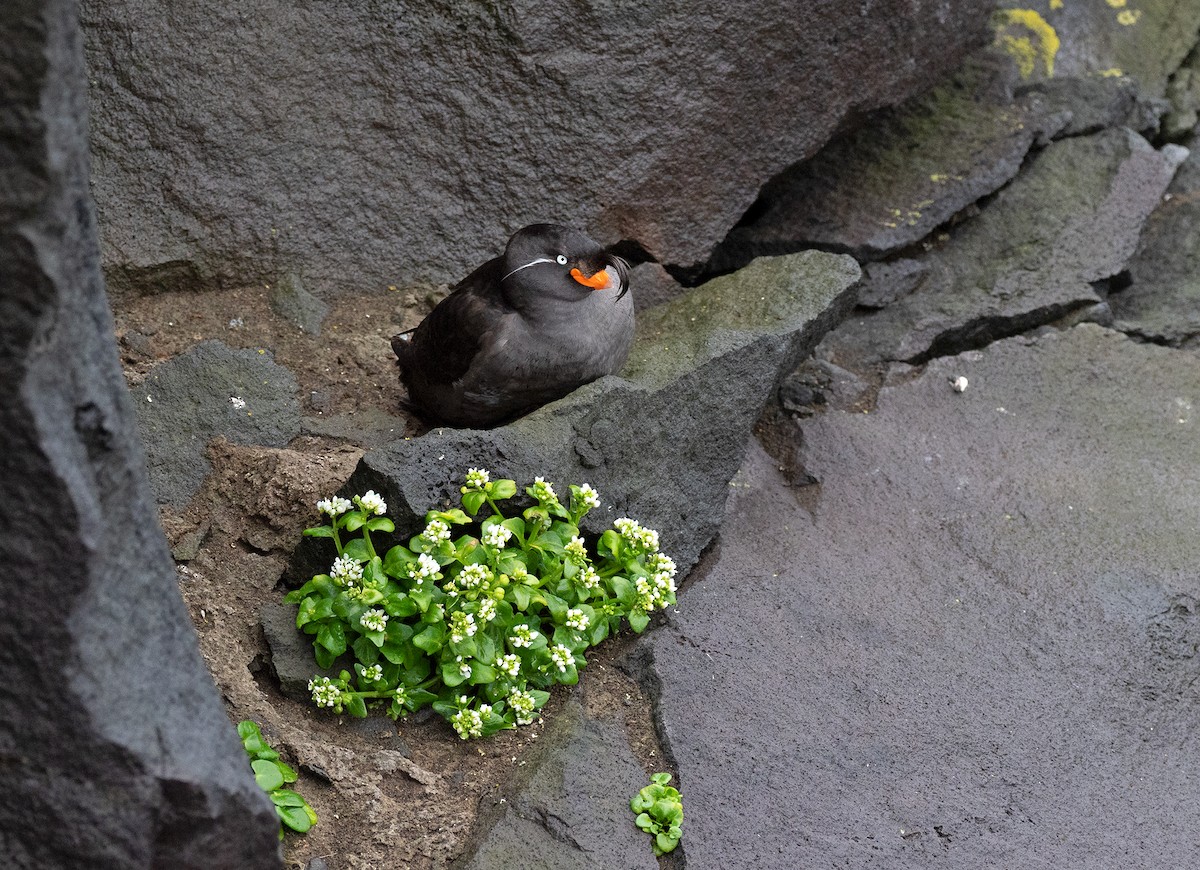 Crested Auklet - ML107430731